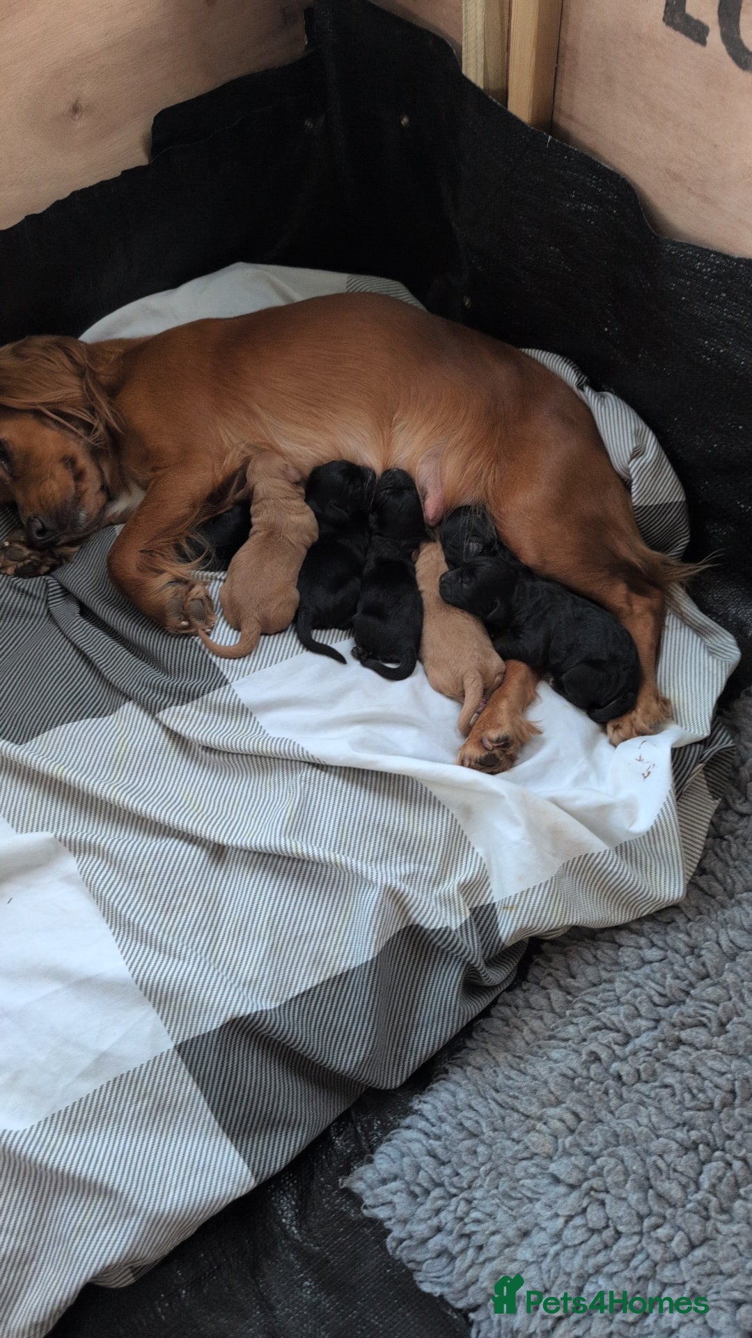 Cockapoo dogs for sale: F1 Miniature Phantom Cockapoos  READY NOW  in Chulmleigh - Image 2