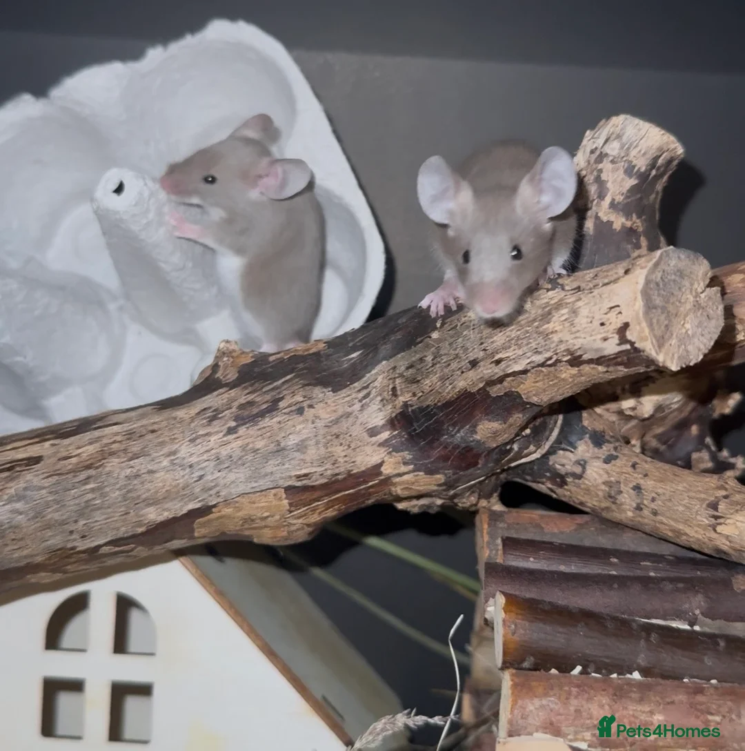 Mouse rodents for sale: Fancy Mice - Advert 9