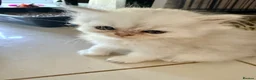 Persian cats for sale: Confidence silver tipped Persian kittens - Advert 4