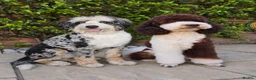Bernedoodle dogs for sale: Bernedoodle F1B - Advert 1