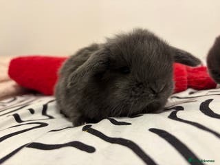 Mini Lop rabbits READY TO RESERVE - Advert 3