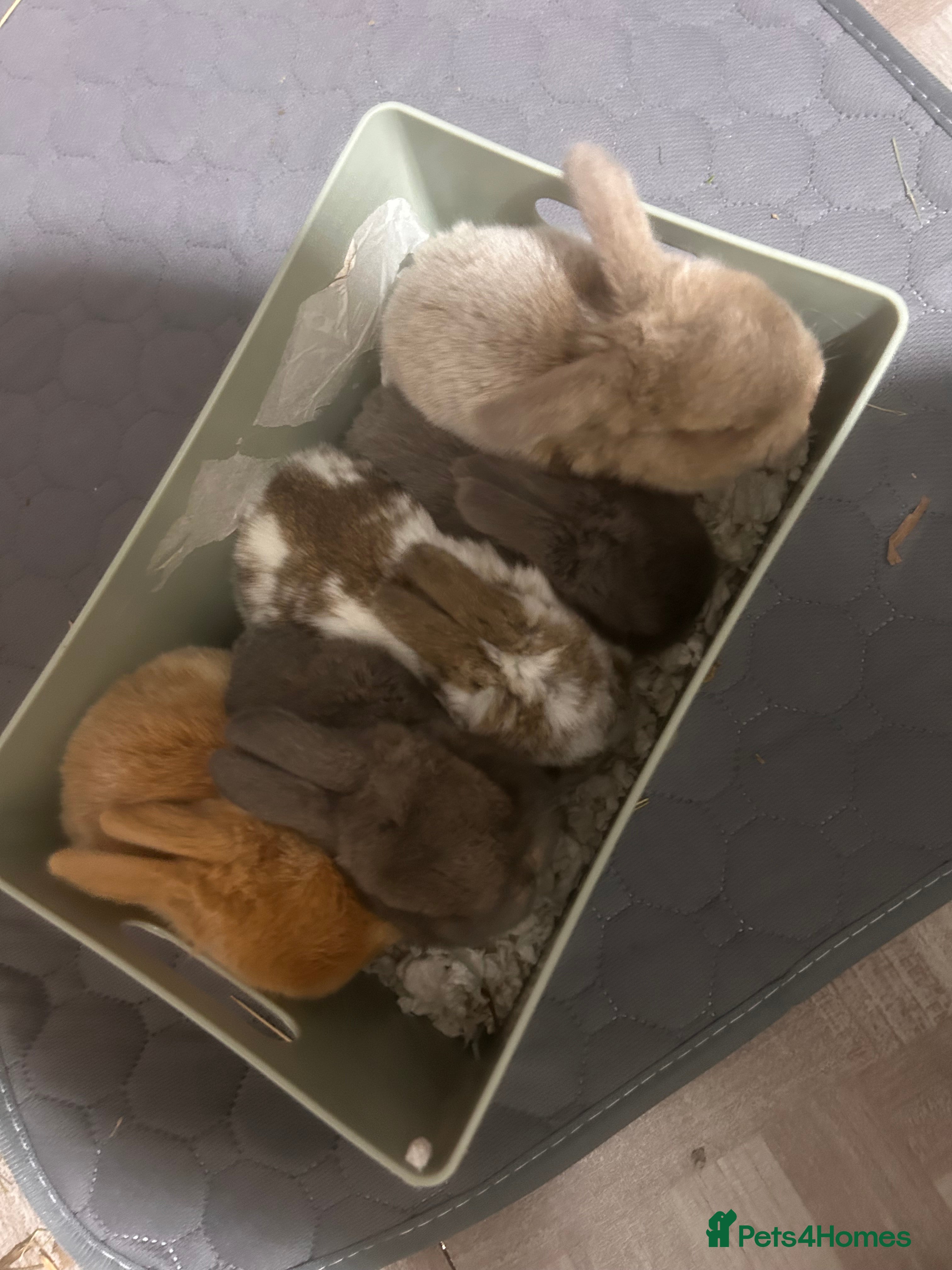 Mini Lop rabbits Beautiful mini lop Bunnies - Advert 1