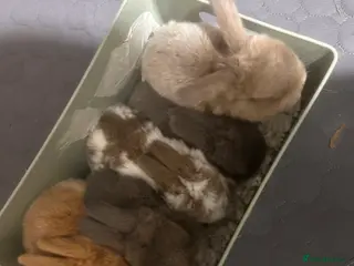 Mini Lop rabbits Beautiful mini lop Bunnies - Advert 1