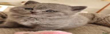 British Shorthair Kitten 3