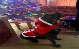 Cane Corso dogs for sale: Urgent! Stunning boy looking for a new home! - Image 9
