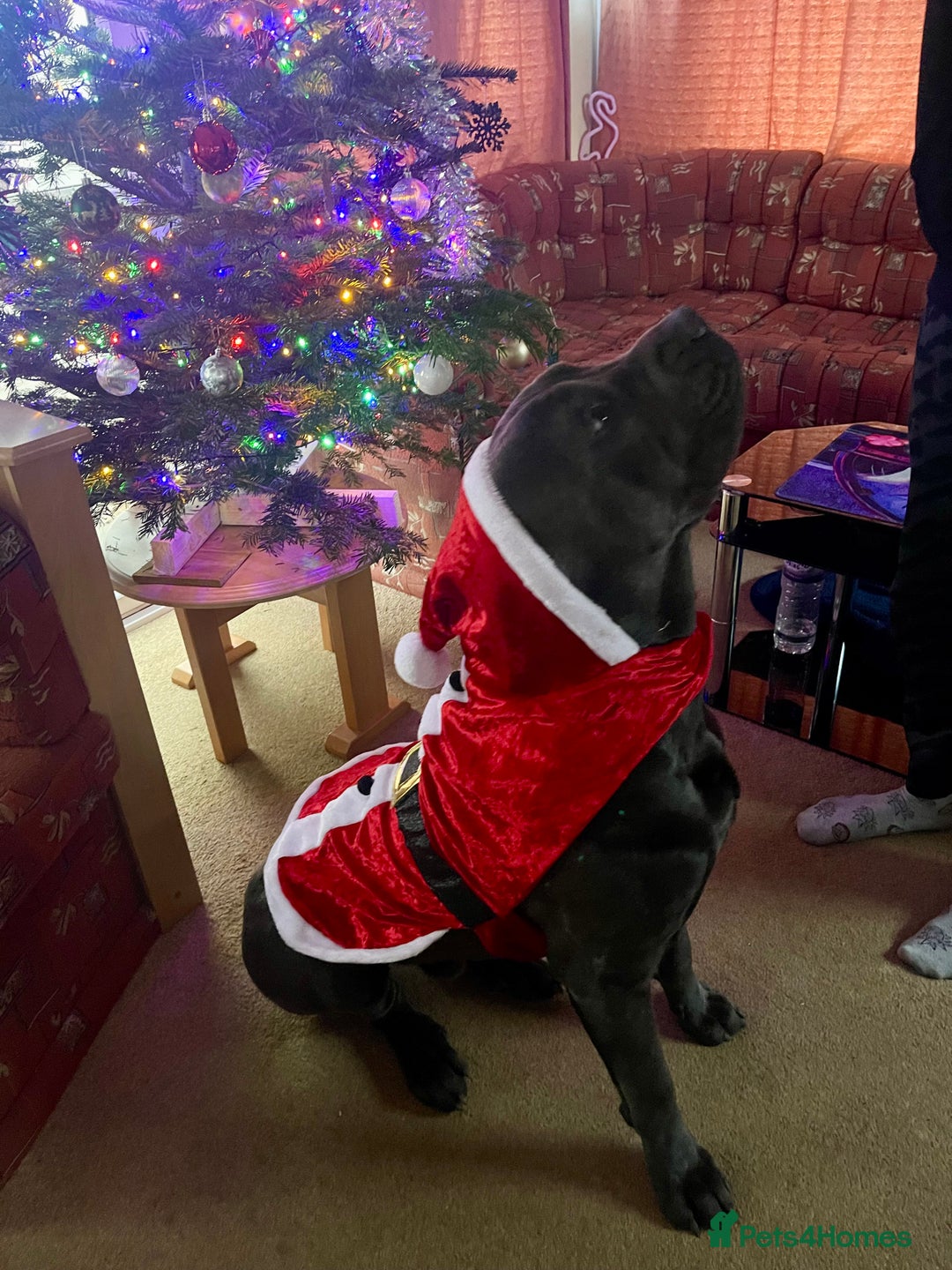 Cane Corso dogs for sale: Urgent! Stunning boy looking for a new home! - Image 9