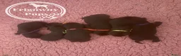 Labrador Retriever dogs for sale: 🖤 Quality RKC Labrador Puppies 🖤 Ready July 🖤 - Advert 11