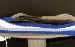 Domestic Shorthair cats for sale: 2 male kittens for sale.  - Image 4