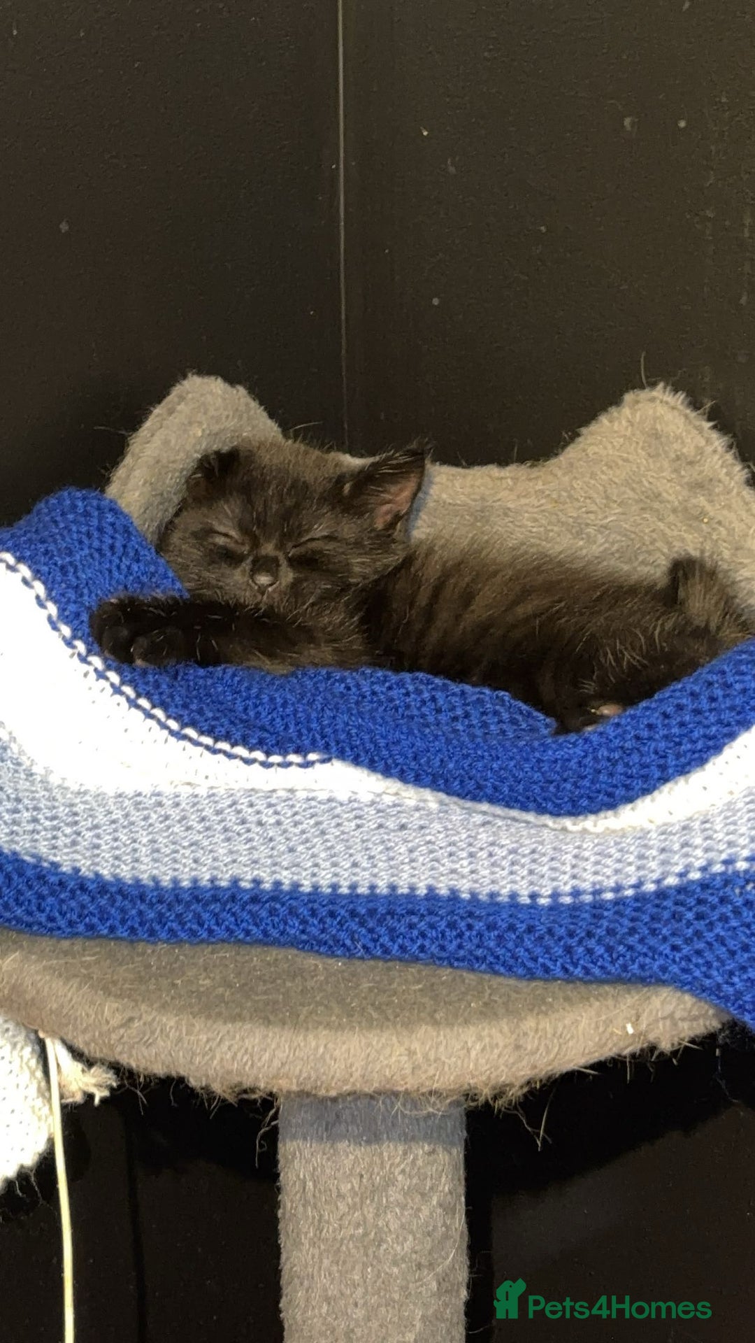 Domestic Shorthair cats for sale: 2 male kittens for sale.  - Image 4