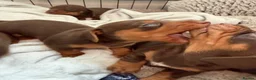 Miniature Dachshund dogs for sale: Stunning Mini Dachshund puppies for sale - Advert 25