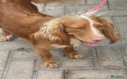 Cocker Spaniel dogs for sale: Cocker spaniels GIRLS  - Image 5