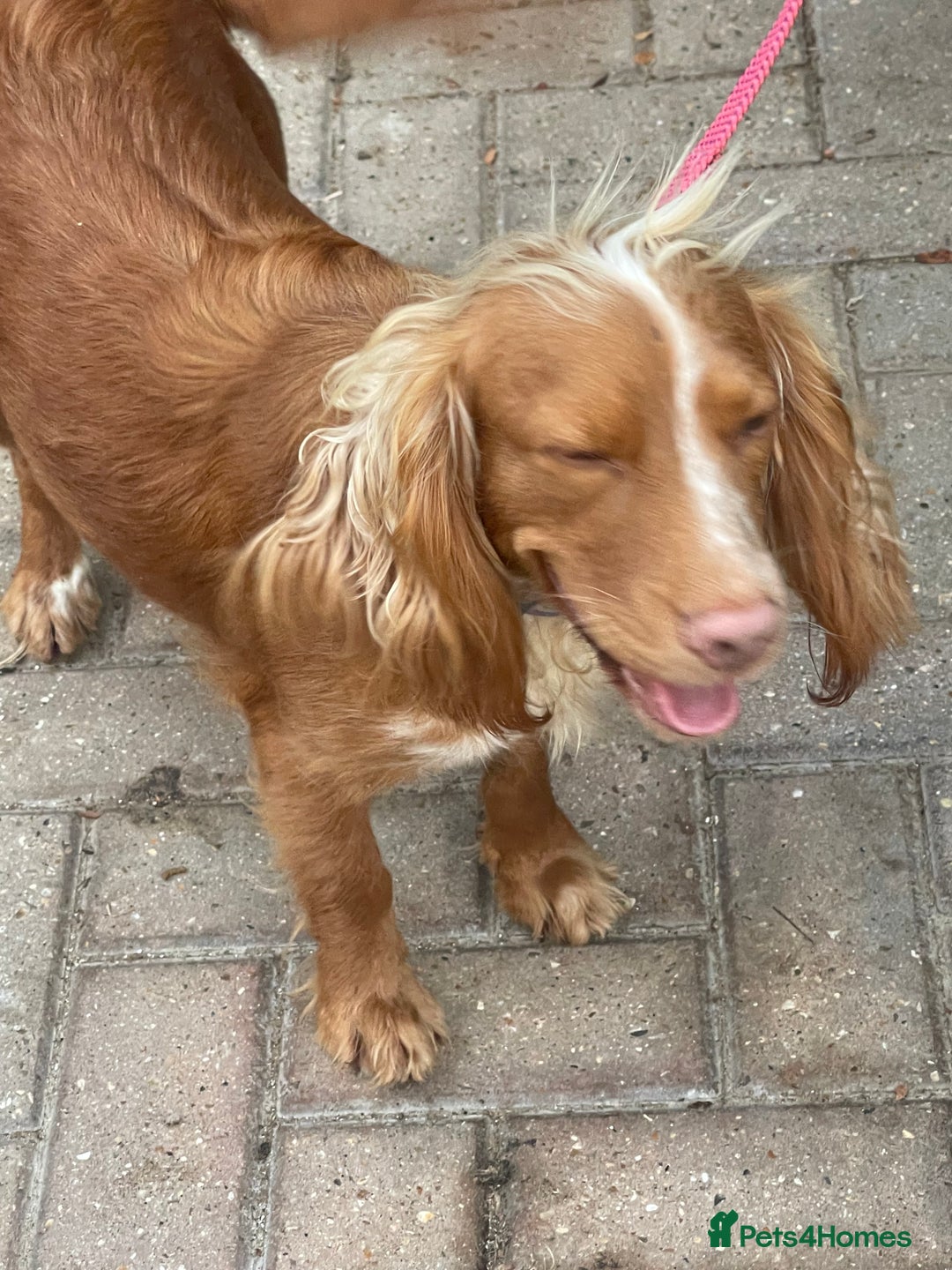 Cocker Spaniel dogs for sale: Cocker spaniels GIRLS  - Image 5