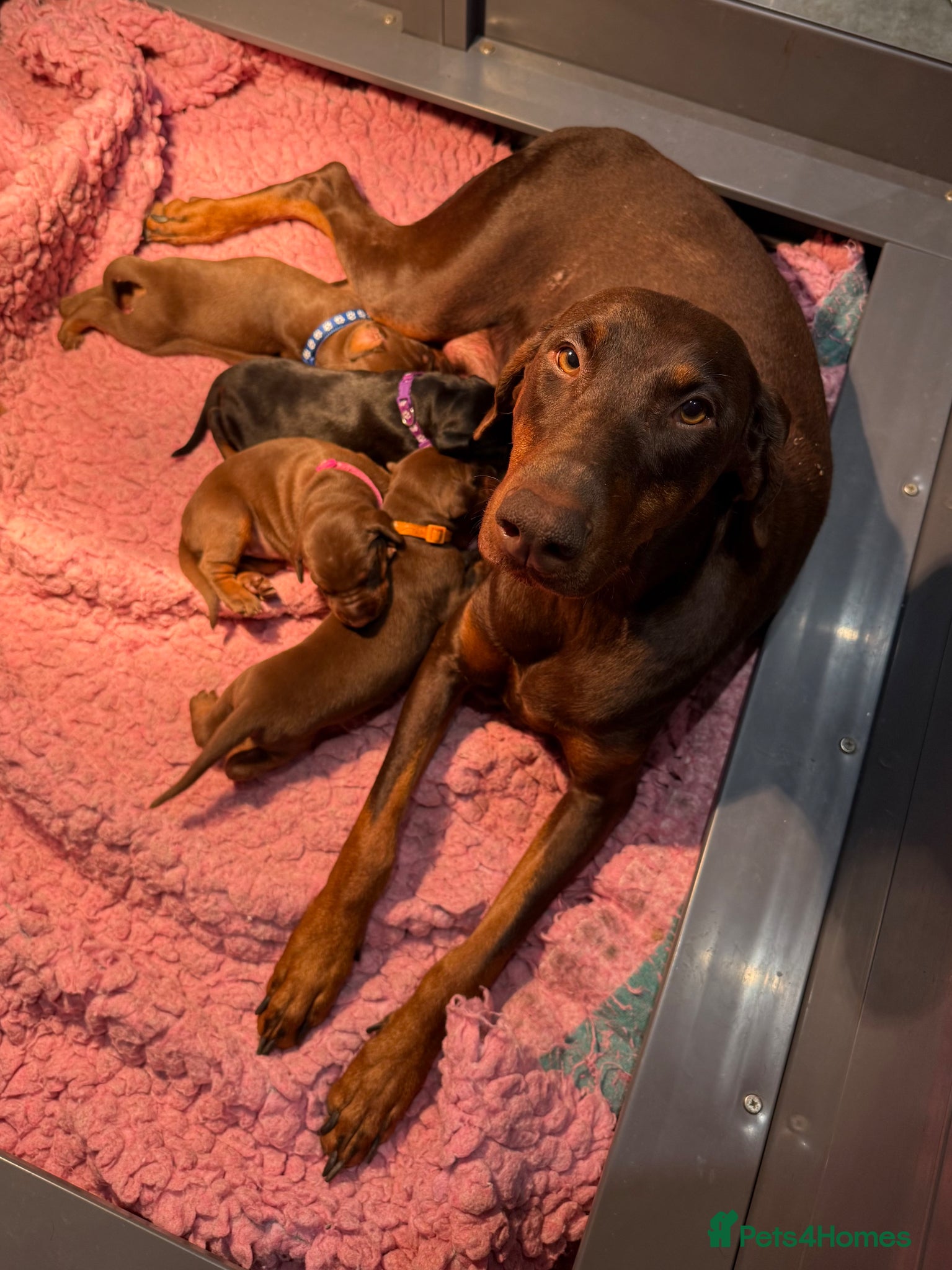 Dobermann dogs  Doberman puppies health tested 5* license  - Advert 3