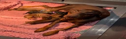 Dobermann dogs for sale:  Doberman puppies health tested 5* license  - Advert 1