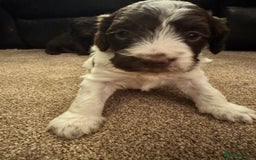 Cockapoo dogs for sale: Cockapoo Puppies F2 - Image 11