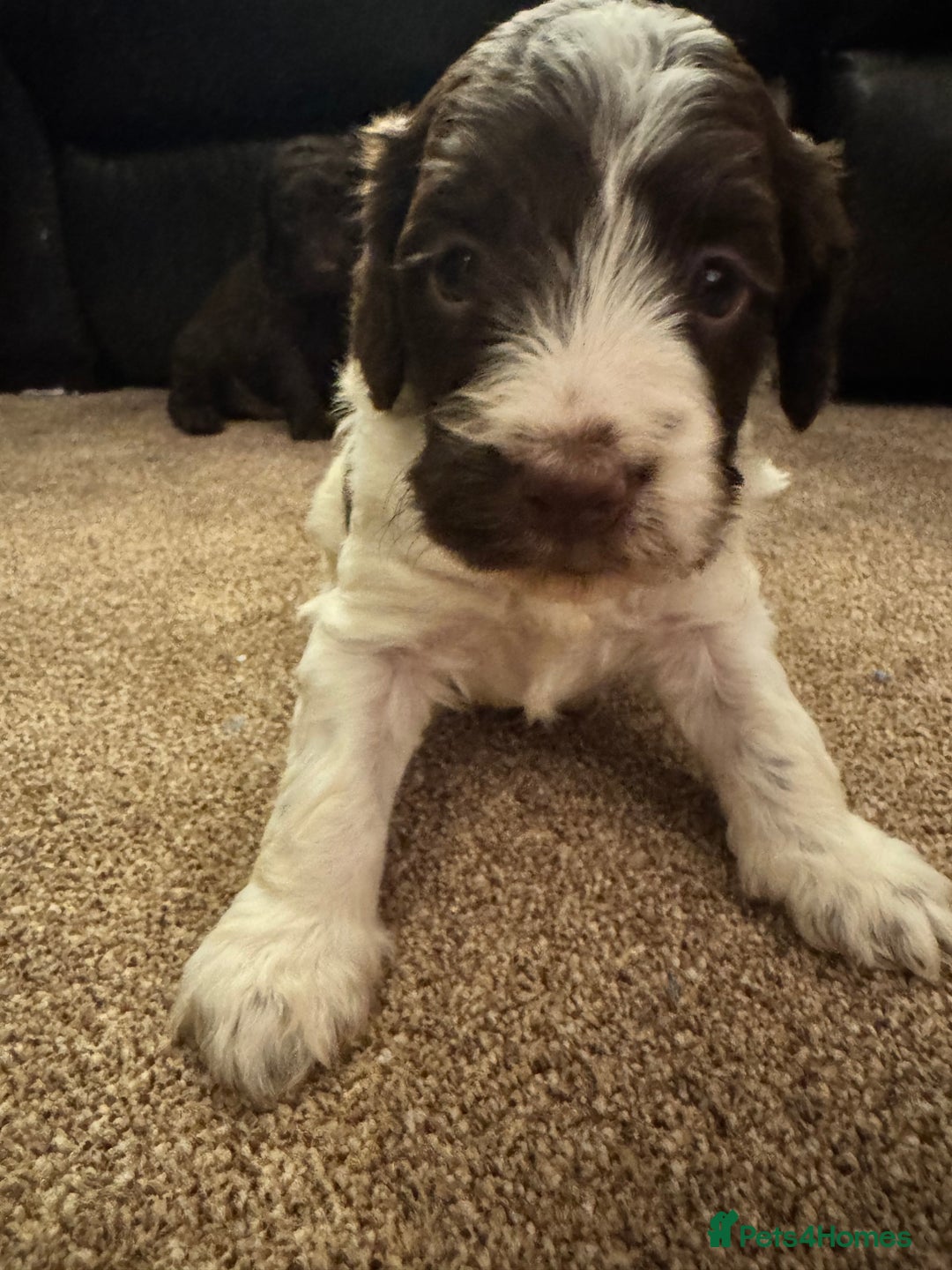 Cockapoo dogs for sale: Cockapoo Puppies F2 - Image 11