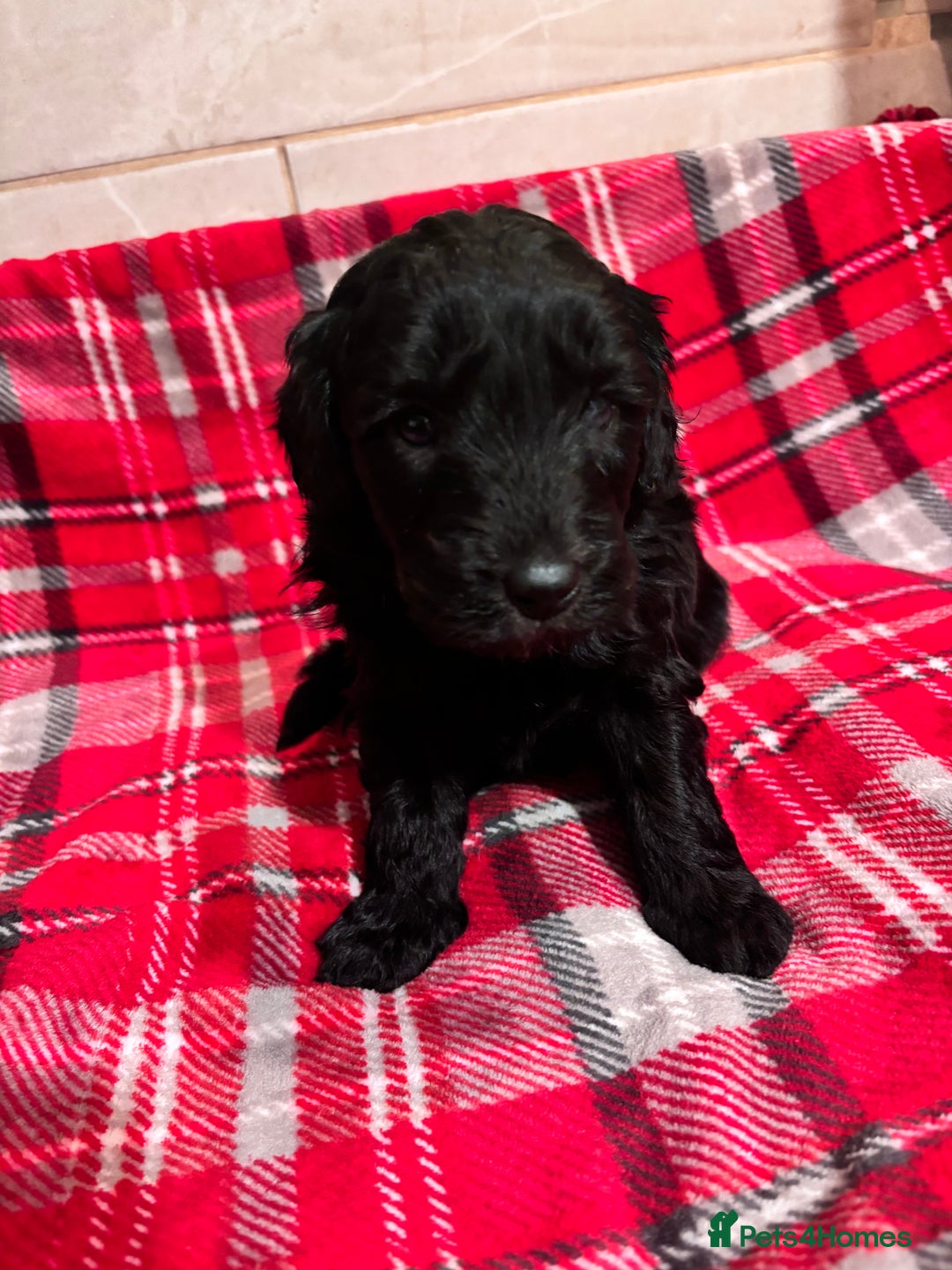 Bordoodle dogs for sale: Beautiful Bordoodle Puppies  - Advert 6