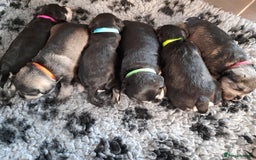 Miniature Schnauzer dogs for sale: Rockybobs Miniature Schnauzers  - Image 9