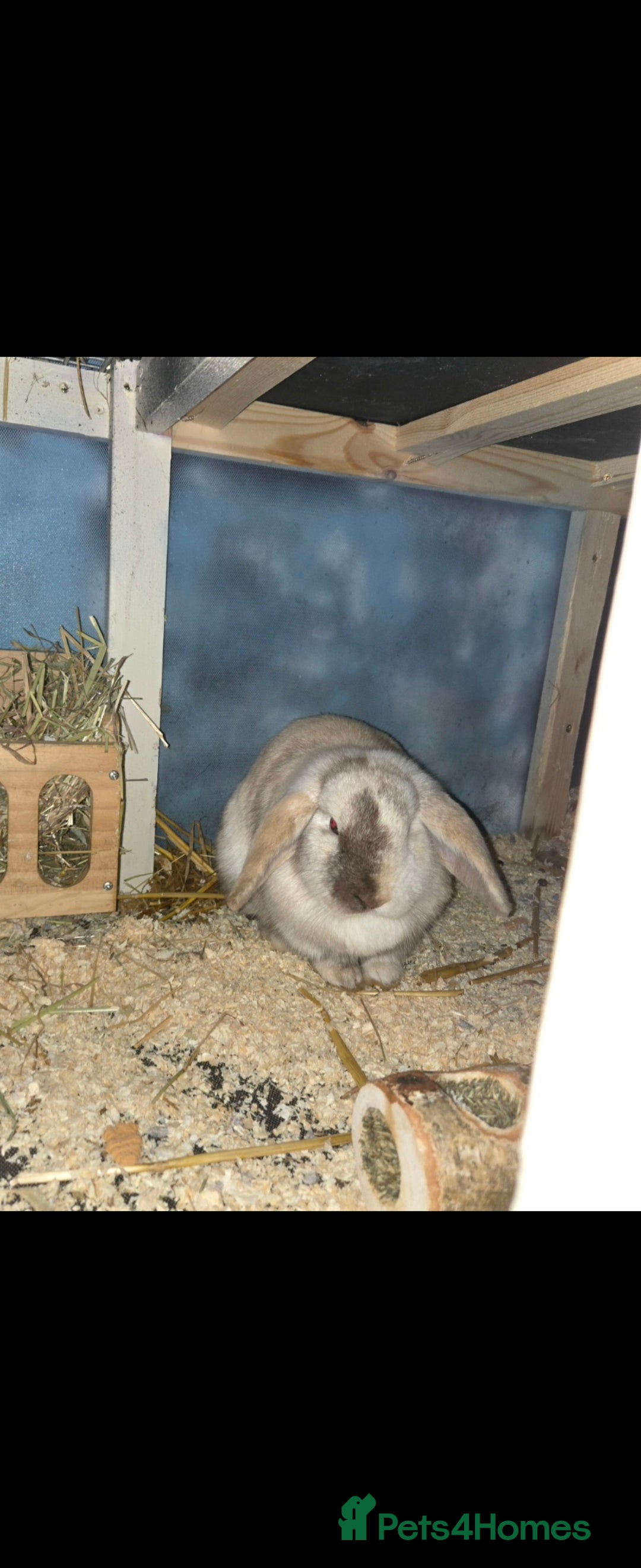 Mini Lop rabbits 2 mini lop rabbits - Advert 1