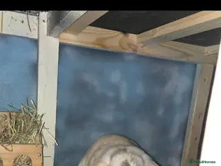 Mini Lop rabbits 2 mini lop rabbits - Advert 1