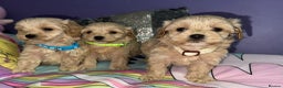 Maltipoo dogs for sale: Outstanding maltipoo - Advert 1