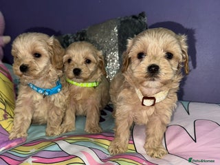 Maltipoo dogs Outstanding maltipoo - Advert 2