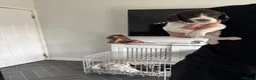 English Springer Spaniel dogs for sale: Beautiful litter 9 English Springer Spaniel pups - Advert 5
