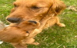 Mixed Breed dogs for sale: Rare Litter of Golden Irish puppies available  - Image 11