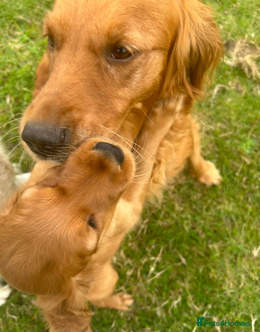 Mixed Breed dogs for sale: Rare Litter of Golden Irish puppies available  - Image 11