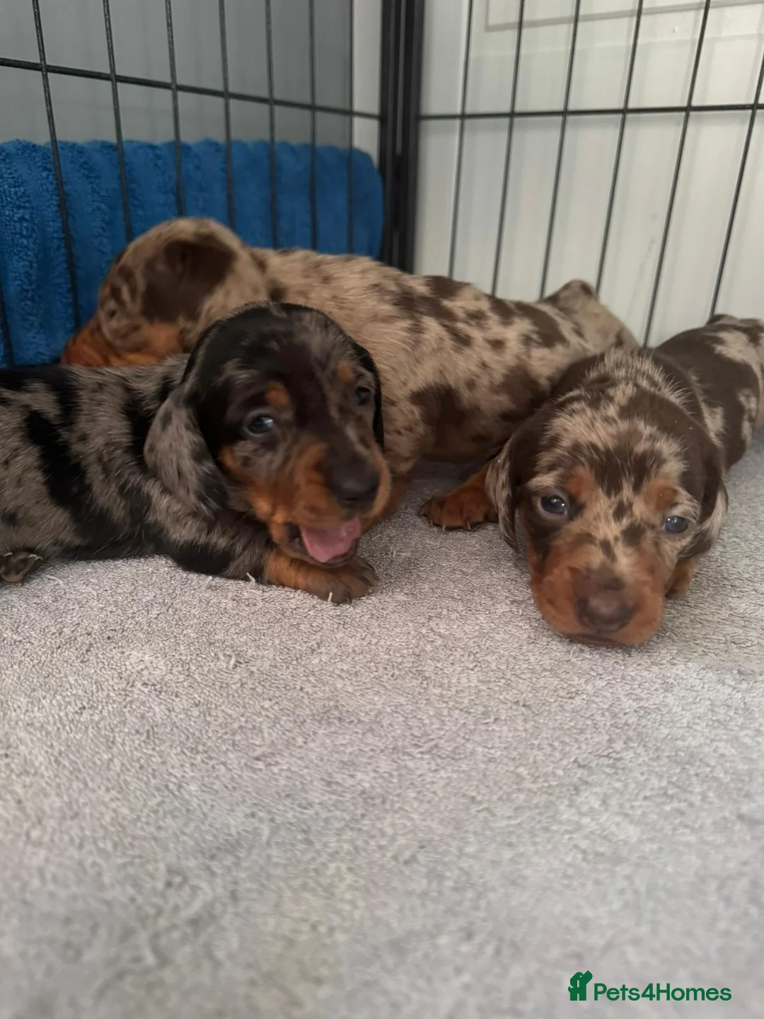 Dachshund dogs for stud: Beautiful bear❤️ - Advert 14