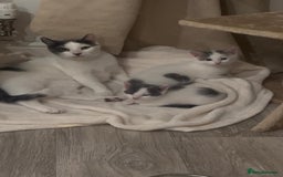 Mixed Breed cats for sale: White and grey kittens - Image 3