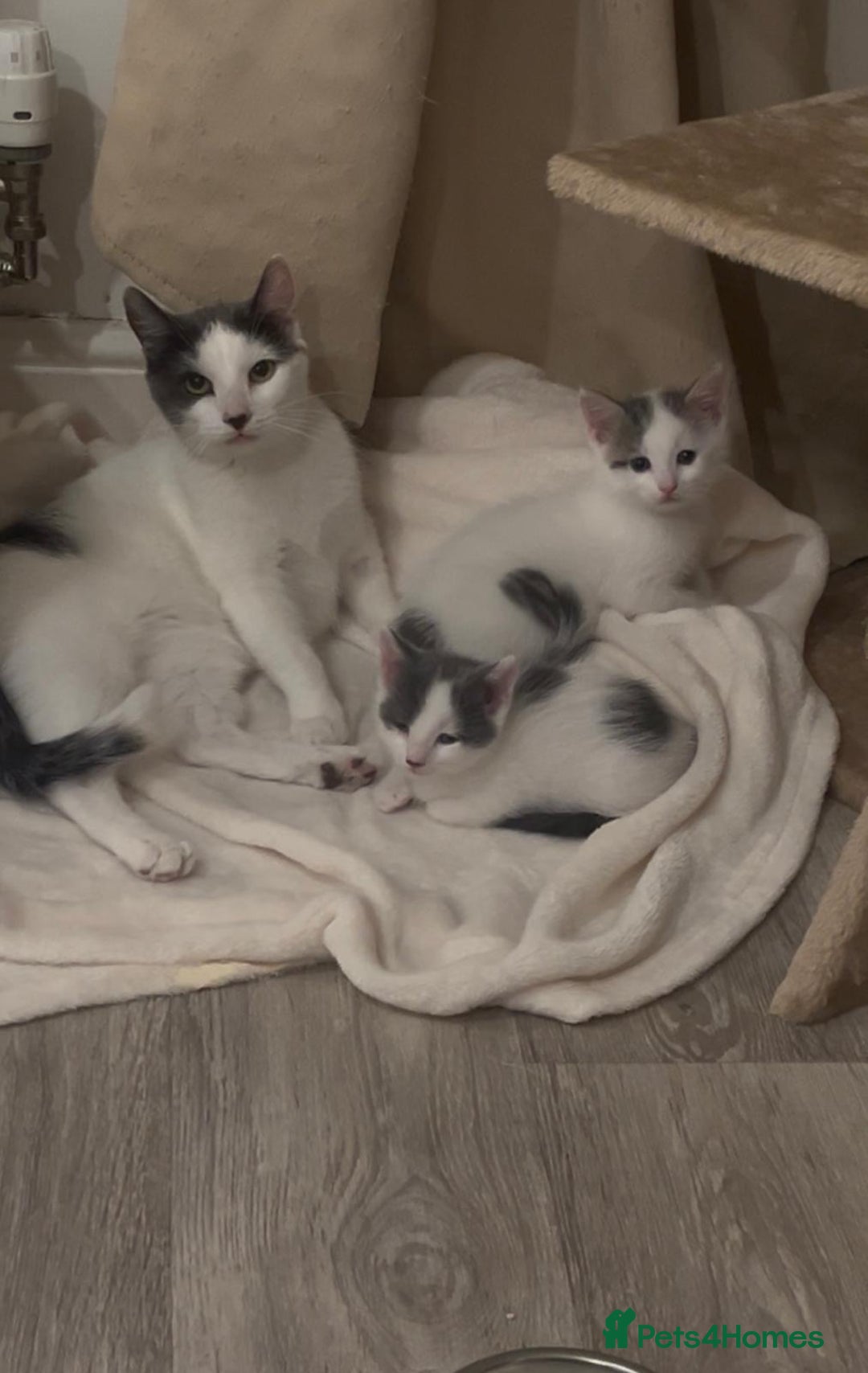 Mixed Breed cats for sale: White and grey kittens - Image 3