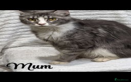 Maine Coon cats for sale: Mainecoon full pedigree kittens - Advert 10