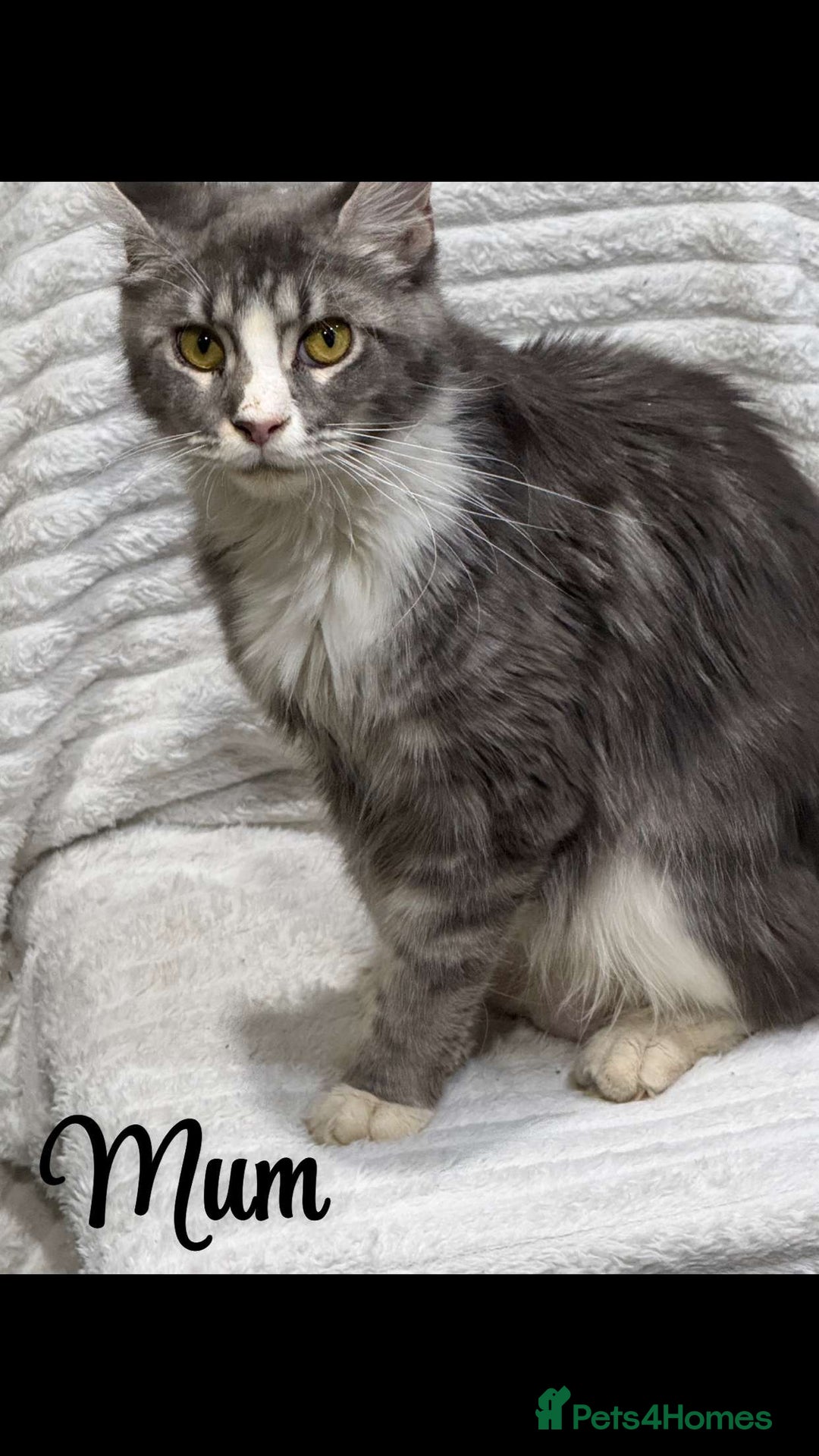 Maine Coon cats for sale: Mainecoon full pedigree kittens - Advert 10