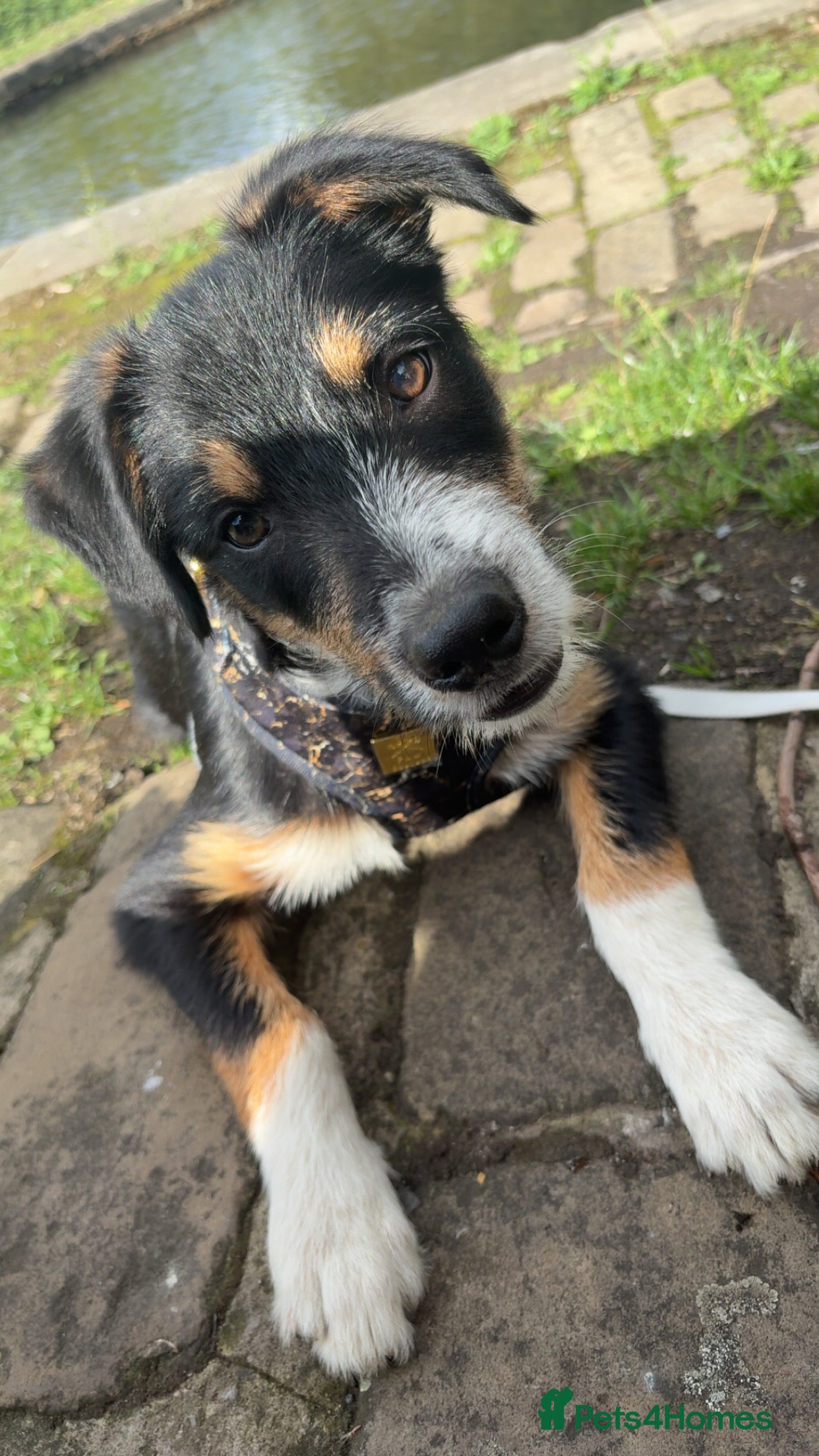 Mixed Breed dogs Working dog - Advert 1