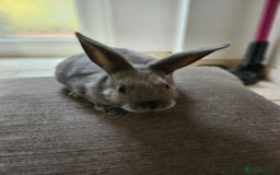 Mixed Breed rabbits for sale: Baby Bunnies Looking For New Homes - Image 5