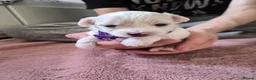 Maltipoo dogs for sale: Premium Isabella & Ivory Mini Maltipoo F2   in Pontefract - Advert 19