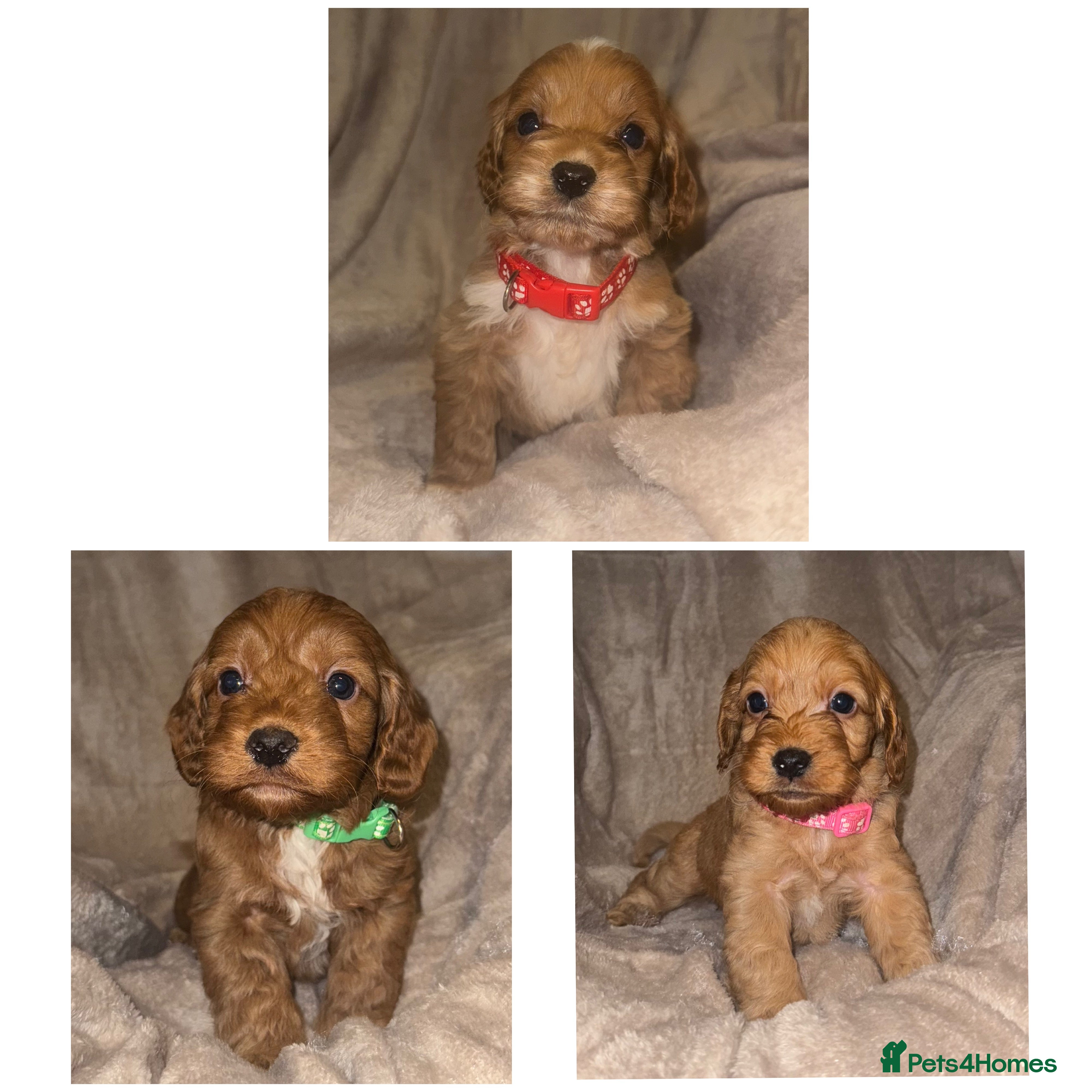Cockapoo dogs Cockapoo LAST 3 F1 class Fox red puppies - Advert 18