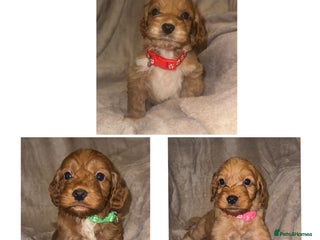 Cockapoo dogs Cockapoo LAST 3 F1 class Fox red puppies - Advert 18