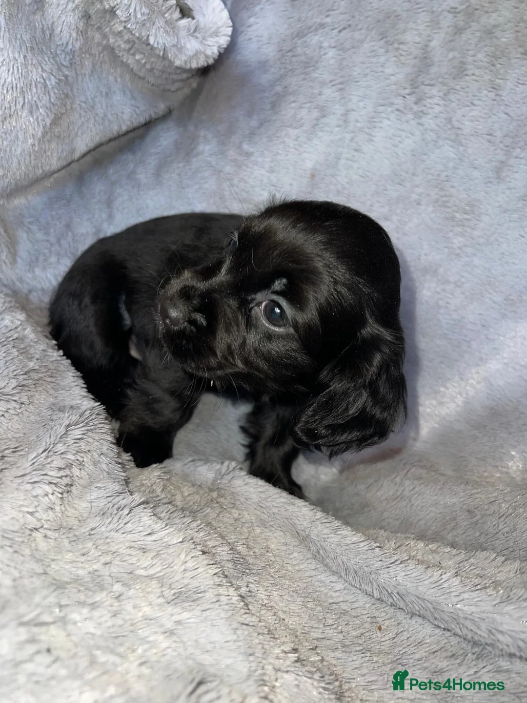 Cockapoo dogs for sale: Beautiful cockapoo puppy’s  - Advert 5