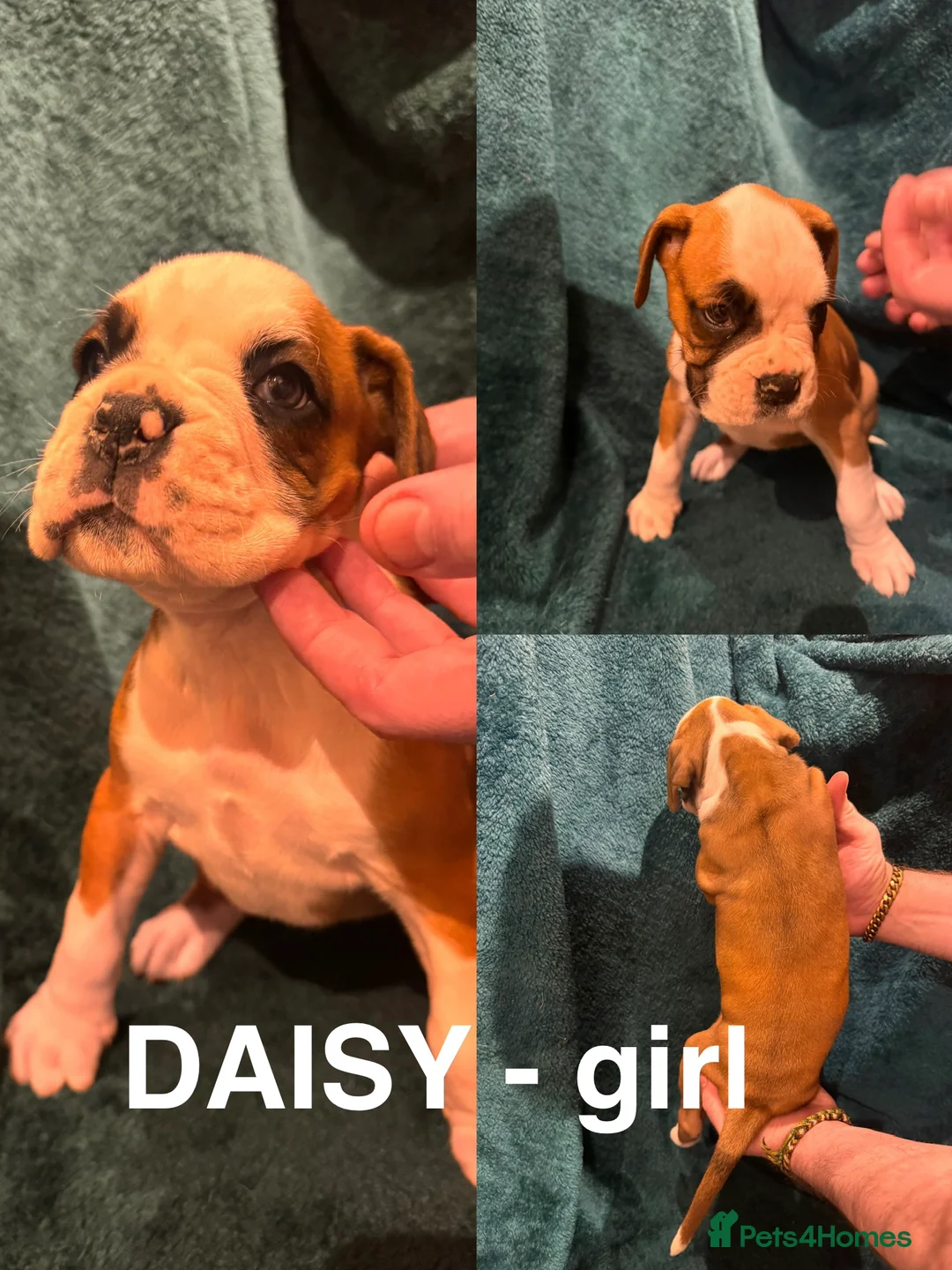 Boxer dogs for sale: Boxer puppies - Advert 22