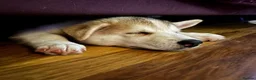 Siberian Husky dogs for sale: Charismatic Companions Ready to Make You Smile in Leeds - Advert 16