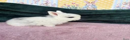 Mini Lop rabbits for sale: MINI LOPS🌸💙 - Advert 8