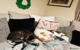 Mixed Breed cats for adoption: [Indoors only] Tom, Bryan, Ezzie: cuddliest boys - Image 13