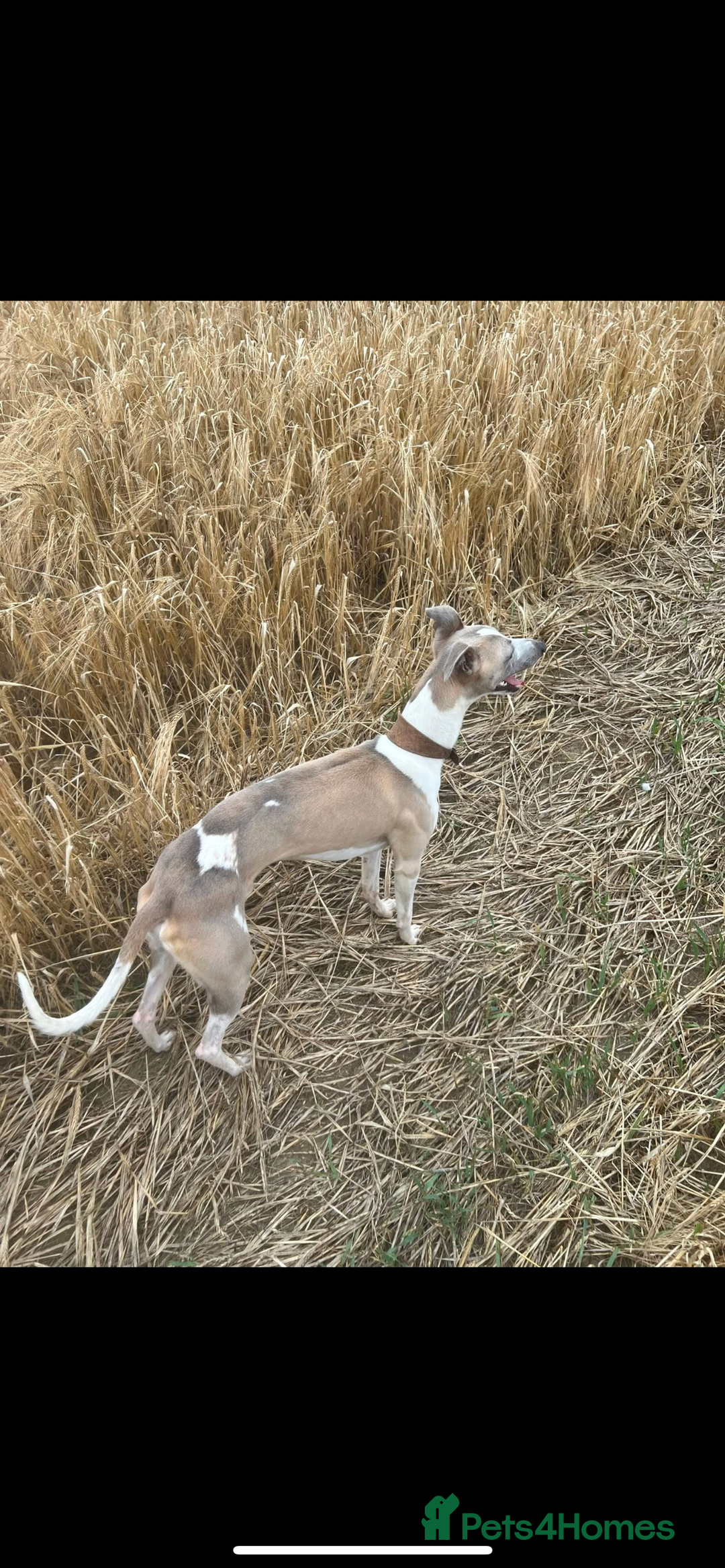 Whippet dogs for stud: Stud whippet - Image 10
