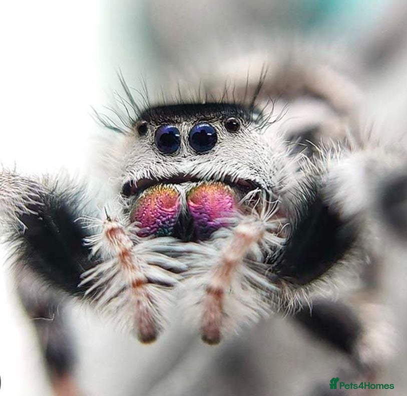 Spiders invertebrates Jumping Spiders phidippus regius - Advert 1