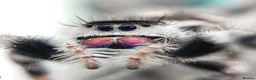 Spiders invertebrates for sale: Jumping Spiders phidippus regius - Advert 1