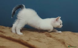 Mixed Breed cats for sale: Kittens  - Image 24
