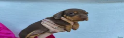 Miniature Dachshund dogs for sale: Super small miniature dachshund kc - Advert 19