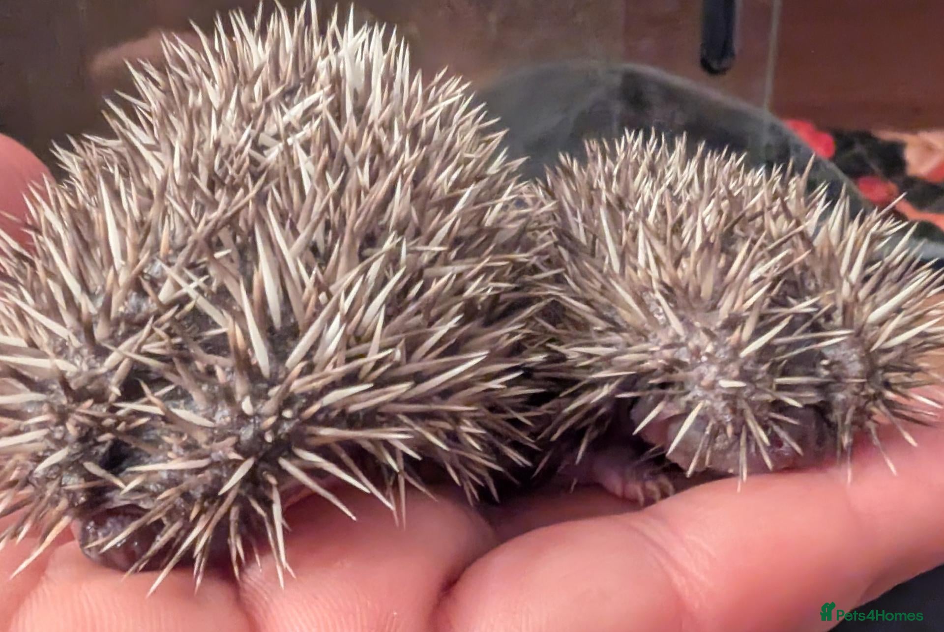 Pygmy Hedgehog rodents Little boys  - Advert 9